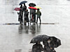 People with umbrellas pass through Gwanghwamun Square in downtown Seoul as rain falls on Jan. 21. [YONHAP]