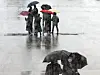 People with umbrellas pass through Gwanghwamun Square in downtown Seoul as rain falls on Jan. 21. [YONHAP]