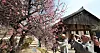 Apricot flowers bloom at Tongdo Temple in South Gyeongsang on March 12. [YONHAP]