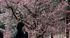 A visitor takes a phone call in front of the apricot flowers at Tongdo Temple in South Gyeongsang on March 12. [YONHAP]
