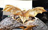 The ″Golden Bat″ statue, a landmark sculpture inside the Golden Bat Exhibition Hall near Hampyeong Expo Park in Hampyeong County, South Jeolla [HAMPYEONG COUNTY]