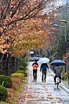 On Tuesday morning, citizens with umbrellas walk through the Railway Forest in Pohang, North Gyeongsang. [NEWS1]