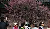 Apricot flowers bloom at Tongdo Temple in South Gyeongsang on March 12. [YONHAP]