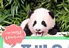 Fu Bao is first revealed to the public on Nov. 4, 2020. [JOONGANG ILBO]