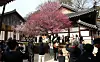 Apricot flowers bloom at Tongdo Temple in South Gyeongsang on March 12. [YONHAP]