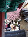 Apricot flowers bloom at Tongdo Temple in South Gyeongsang on March 12. [YONHAP]