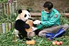 Fu Bao and panda keeper Kang Chul-won [EVERLAND]