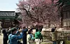 Apricot flowers bloom at Tongdo Temple in South Gyeongsang on March 12. [YONHAP]