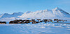 The Ny-Alesund International Science Village on Spitsbergen Island in Svalbard archipelago in Norway, where Korea’s research center in the Arctic, the Dasan Center, is located. [KOREA POLAR RESEARCH INSTITUTE]