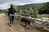 A police official and a police dog search for missing people in Mail-ri in Gapyeong County, Gyeonggi, on July 21. [JUN MIN-KYU]