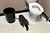 A drunk raccoon is seen passed out in a liquor bathroom in Ashland, Virginia on Nov. 29. [AP/YONHAP]