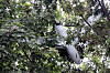 A drone that North Korea claims was sent by the South Korean military is seen crashed in a tree in this photo carried by North Korea's official Korean Central News Agency on Oct. 19. The drone is being described by Pyongyang as the same type that was publicly displayed on Armed Forces Day in Seoul earlier this month. [NEWS1]
