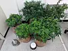 Cannabis plants [NEWS1]