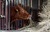 A cow vaccinated against lumpy skin disease eats cattle feed at a farm in Daejeon on Wednesday. [JOONGANG PHOTO]