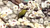 A warbling white-eye bird perches on a plum tree branch in Jeju Island on Feb. 26. Plum blossoms have not officially fully bloomed anywhere else in Korea as of March 5, according to the Korea Meteorological Association. [YONHAP]