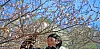 Plum blossom begin blooming in Busan as winter fades on Feb. 24. Daily temperatures in the city hovered between minus 4 and 8 degrees Celsius (24.8 and 46.4 degrees Fahrenheit) on the same day. [NEWS1]