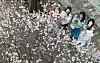 People take pictures with their phones of the blooming plum blossom in Changwon, South Gyeongsang, on Feb. 22, 2024. [YONHAP]
