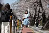 Tourists take pictures at the Cherry Blossom Festival held in Yeouido in western Seoul on April 7. [NEWS1]