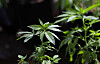 A marijuana plant awaits transplanting in this photo taken on April 12, 2018. [AP/YONHAP]