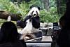 Visitors take pictures of giant panda Lei Lei eating bamboo at Ueno Zoological Gardens in Tokyo, Japan, Nov. 28. [EPA/YONHAP]