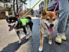Go-deok, left, and Deok-cheon patrol the alleyways of Cheonho-dong in Gangdong District, eastern Seoul, as part of the Seoul Metropolitan Government’s Dog Patrol Program. [GANGDONG DISTRICT OFFICE]