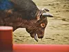 A fighting bull pants with its tongue out after being forced to compete during a bullfighting event in Cheongdo, North Gyeongsang, earlier in the year. [ANIMAL LIBERATION WAVE]