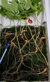 Wild ginseng, some parts as old as 50 years, was discovered in the foothills of Mount Jiri in South Gyeongsang’s Hamyang County. [KOREA TRADITIONAL WILD GINSENG ASSOCIATION]