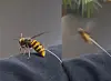 Kim the Hornet [JOONGANG ILBO]