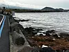 A thick mass of dark brown seaweed known as Sargassum horneri is seen coating the black volcanic rocks along the coast of Sinheung-ri in Jocheon-eup, Jeju City, on May 1. [JOONGANG PHOTO]