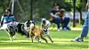 Dogs run around at the Dog Forest in Chuncheon, Gangwon. [DOUZONE]