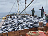 Pictured are tuna caught in the East Sea, near Gangneung, Gangwon. The fishermen are unloading the caught tuna back into the sea because they have fished over the set quota. [JOONGANG PHOTO]