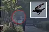 Main: A crow suddenly flies down and pecks the head of a child who is walking around an apartment complex in Changwon, South Gyeongsang. Inset: A stock image of a crow swooping [SCREEN CAPTURE/PIXABAY]
