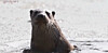 Otters photographed by Lee Kwang-joo in Dalcheon Stream and Hoamji Reservoir in Chungju, North Chungcheong. Lee filmed multiple otters in the area between December last year and January this year and uploaded the footage to YouTube. [SCREEN CAPTURE]