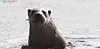 Otters photographed by Lee Kwang-joo in Dalcheon Stream and Hoamji Reservoir in Chungju, North Chungcheong. Lee filmed multiple otters in the area between December last year and January this year and uploaded the footage to YouTube. [SCREEN CAPTURE]