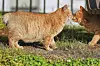 A stray bobtail cat rests at a park in Nagasaki, southern Japan, on April 26. [AP/YONHAP]