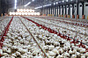 Chickens lie motionless from the heat at a poultry farm in Naju, South Jeolla, on July 10 as daily heat wave advisories continue. [NEWS1]