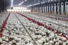 Chickens lie motionless from the heat at a poultry farm in Naju, South Jeolla, on July 10 as daily heat wave advisories continue. [NEWS1]