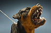 A Rottweiler is seen in this file photo, unrelated to the article [GETTY]