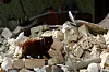 A cat walks on debris of a house heavily damaged by a Russian drone strike, amid Russia's attack on Ukraine, outside of Kyiv, on May 18. [REUTERS/YONHAP]