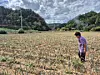 A scallion field next to an elementary school in Wichon-ri, Seongsan-myeon, Gangneung, Gangwon, lies parched and yellow under the scorching sun on Sept. 1. [PARK JIN-HO]