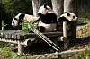The Everland pandas enjoy a day out in the sun on Thursday. From left: Rui Bao, Ai Bao and Hui Bao [EVERLAND]