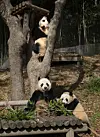 The Everland pandas enjoy a day out in the sun on Thursday. Rui Bao is shown on top of the tree, Ai Bao in the middle and Hui Bao [EVERLAND]
