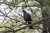 A black wood pigeon, an endangered species, was recently spotted along the Ulsan coast. Hong Seung-min, head of the birdwatching group ″Tweet-eria,″ succeeded in photographing the bird. [ULSAN CITY GOVERNMENT]