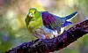 A rare bird seldom seen in Korea, the white-bellied green pigeon, was spotted at Ulsan Grand Park on Feb. 19. [NEWS1]
