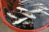 Captured pufferfish are seen at Jumunjin Port in Gangneung, Gangwon, in this file photo filed on Nov. 29, 2017. [JOONGANG ILBO]