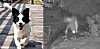 Som-som, the dog shown left, died after being shot with a BB gun by three men in their 20s, including two active-duty soldiers, in Geoje, South Gyeongsang, on June 8. Photo provided to JTBC. [SCREEN CAPTURE]
