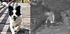 Som-som, the dog shown left, died after being shot with a BB gun by three men in their 20s, including two active-duty soldiers, in Geoje, South Gyeongsang, on June 8. Photo provided to JTBC. [SCREEN CAPTURE]