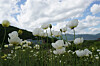 White poppies [KOREA NATIONAL ARBORETUM]