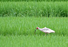 A wild crested ibis in Changnyeong County, South Gyeongsang, on July 12, 2023. [YONHAP]