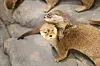 A taxidermied otter family is on display at the exhibition roughly translated to ″Walking with Natural Monuments.″ [KOREA HERITAGE SERVICE]